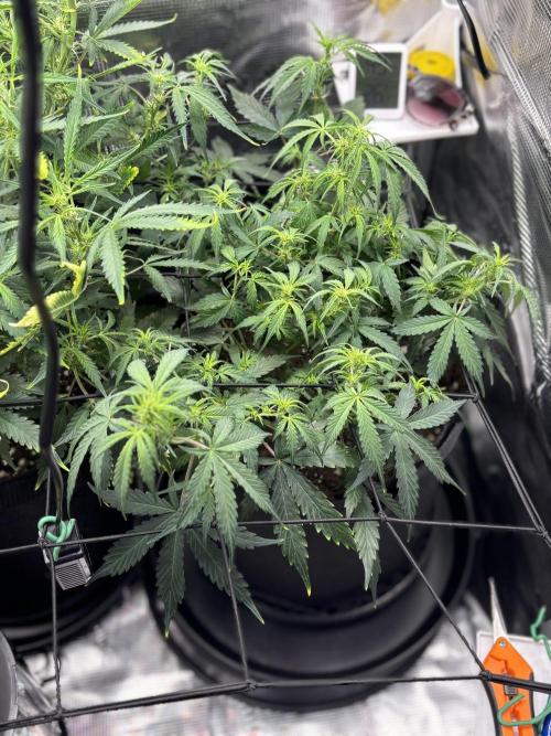 Northern Lights Auto Doc 🌱. Week 7