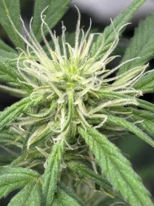 Northern Lights Auto Doc 🌱. Week 7