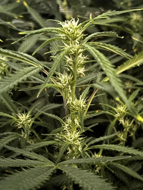 Northern Lights Auto Doc 🌱. Week 7