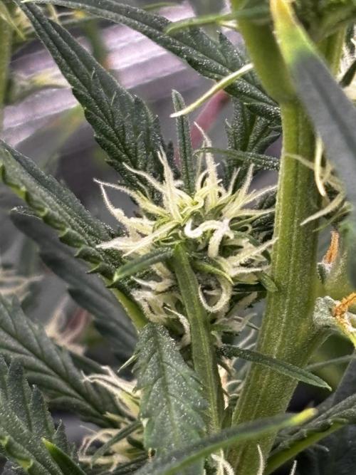 Northern Lights Auto Doc 🌱. Week 7