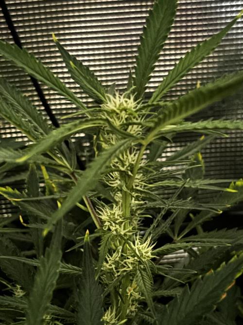 Strawberry Banana Auto 🌱💚. Week 8