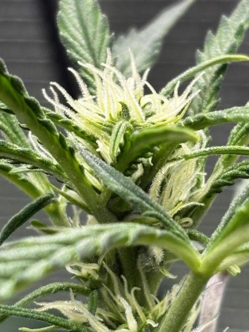 Strawberry Banana Auto 🌱💚. Week 8