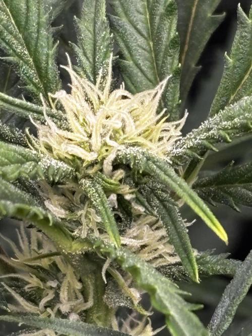 Strawberry Banana Auto 🌱💚. Week 8