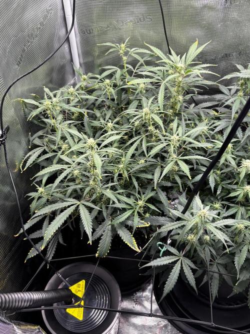 Strawberry Banana Auto 🌱💚. Week 8