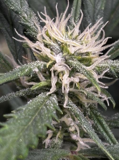 Strawberry Banana Auto 🌱💚. Week 8