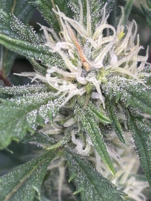 Strawberry Banana Auto 🌱💚. Week 8