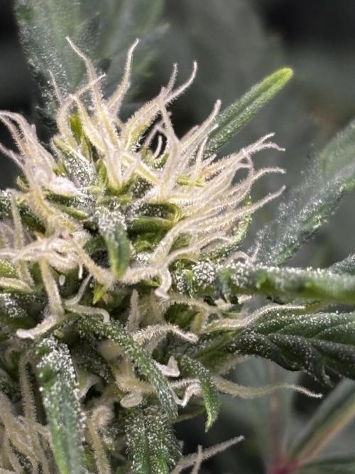 Strawberry Banana Auto 🌱💚. Week 8
