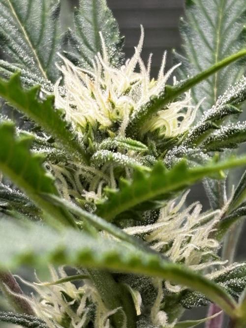 Strawberry Banana Auto 🌱💚. Week 8