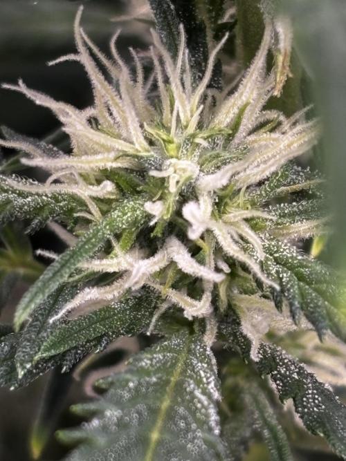 Strawberry Banana Auto 🌱💚. Week 8