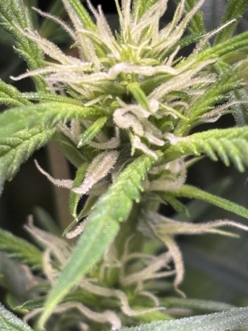 Strawberry Banana Auto 🌱💚. Week 8