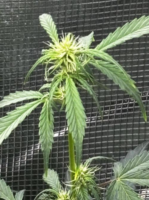 Northern Lights Auto Doc 🌱. Week 8