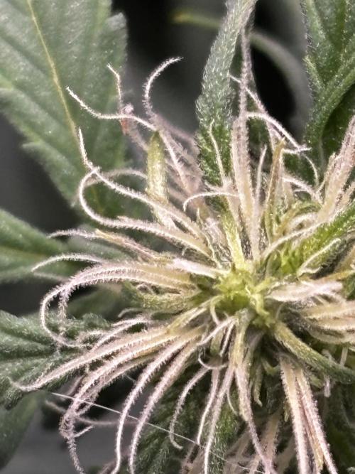 Northern Lights Auto Doc 🌱. Week 8