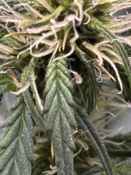Northern Lights Auto Doc 🌱. Week 8