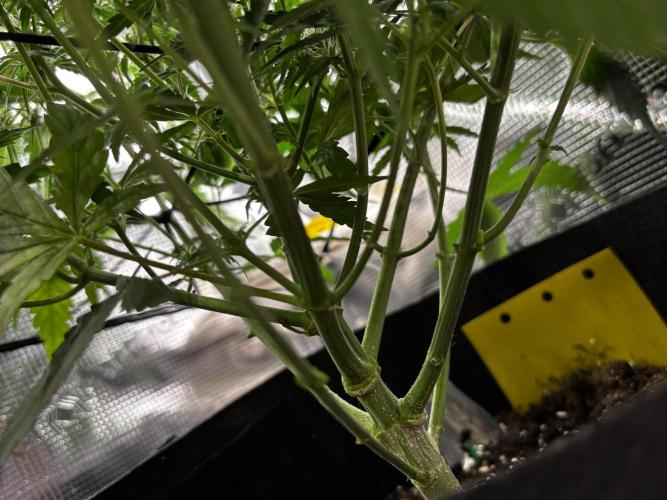 Northern Lights Auto Doc 🌱. Week 8