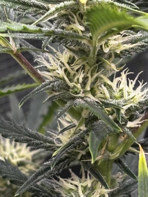 Northern Lights Auto Doc 🌱. Week 8