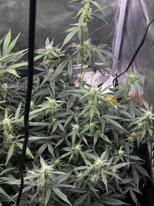 Northern Lights Auto Doc 🌱. Week 8