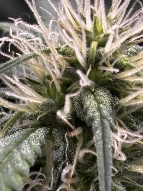 Northern Lights Auto Doc 🌱. Week 8