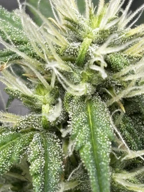 Northern Lights Auto Doc 🌱. Week 8