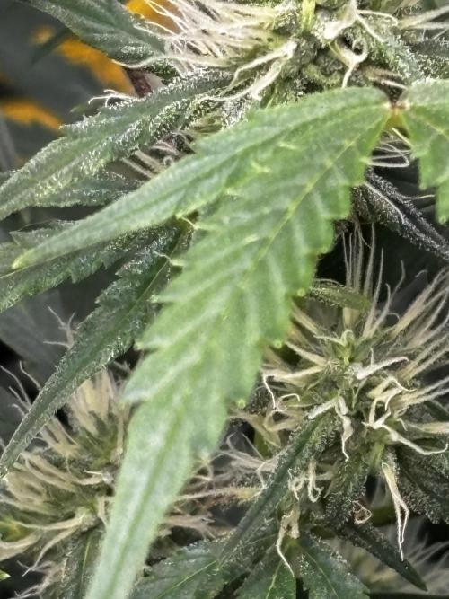 Northern Lights Auto Doc 🌱. Week 8