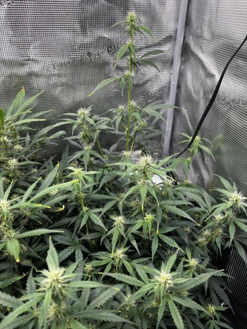 Northern Lights Auto Doc 🌱. Week 8