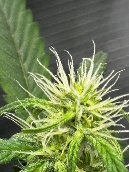 Northern Lights Auto Doc 🌱. Week 8