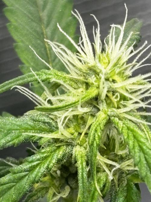 Northern Lights Auto Doc 🌱. Week 8
