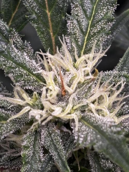 Strawberry Banana Auto 🌱💚. Week 9