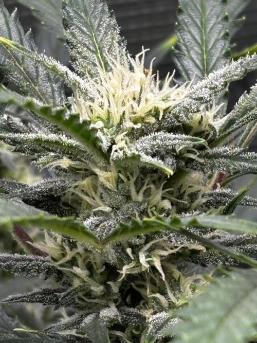 Strawberry Banana Auto 🌱💚. Week 9