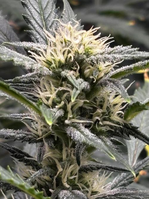 Strawberry Banana Auto 🌱💚. Week 9