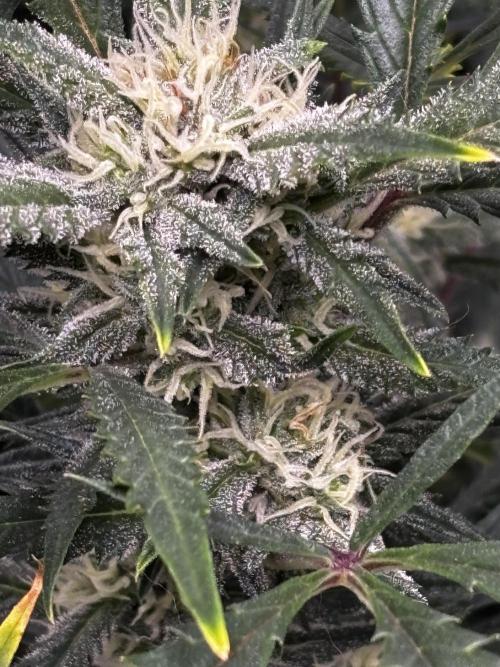 Strawberry Banana Auto 🌱💚. Week 9
