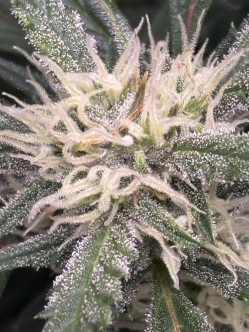 Strawberry Banana Auto 🌱💚. Week 9