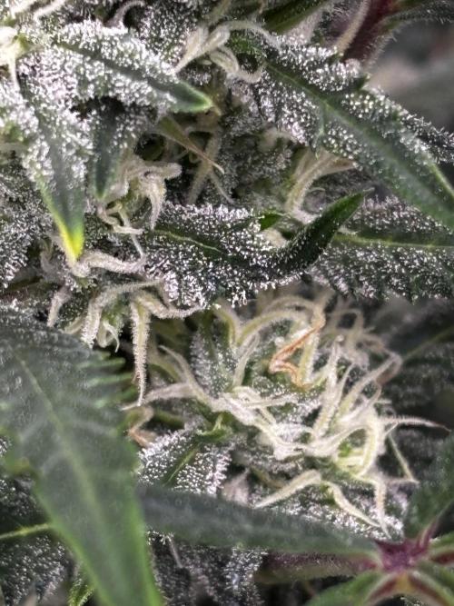 Strawberry Banana Auto 🌱💚. Week 9