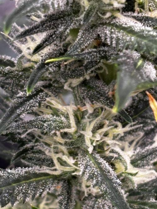 Strawberry Banana Auto 🌱💚. Week 9