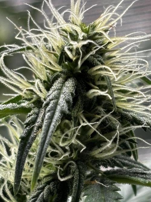 Northern Lights Auto Doc 🌱. Week 9