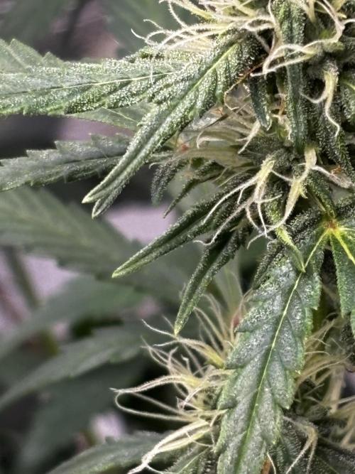 Northern Lights Auto Doc 🌱. Week 9