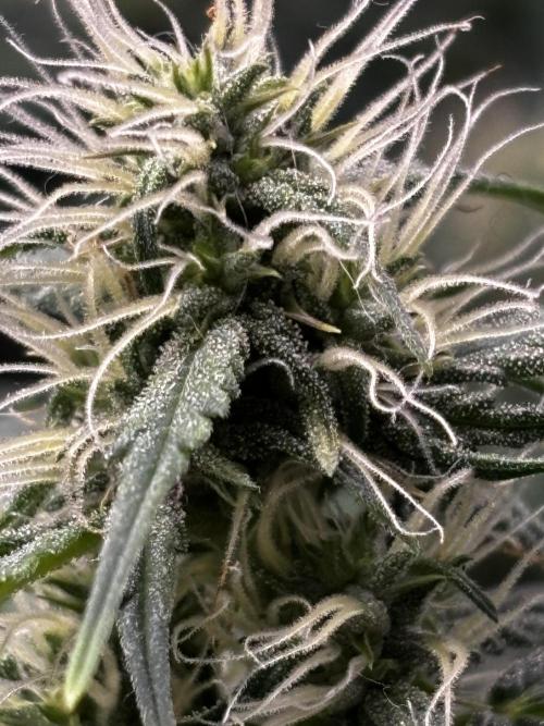 Northern Lights Auto Doc 🌱. Week 9