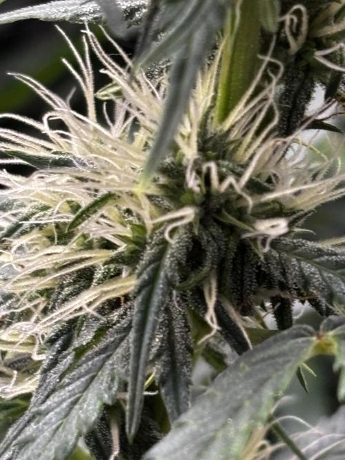 Northern Lights Auto Doc 🌱. Week 9