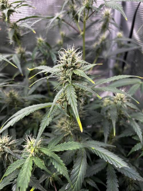 Northern Lights Auto Doc 🌱. Week 9