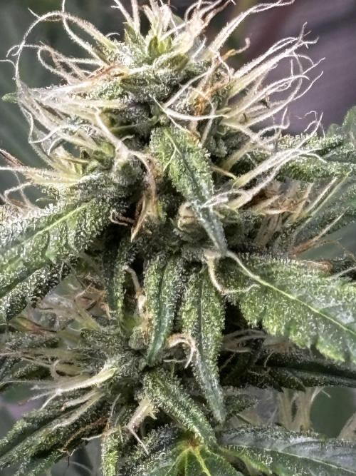 Northern Lights Auto Doc 🌱. Week 9