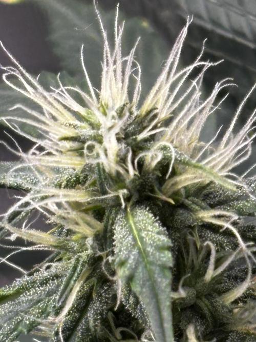 Northern Lights Auto Doc 🌱. Week 9