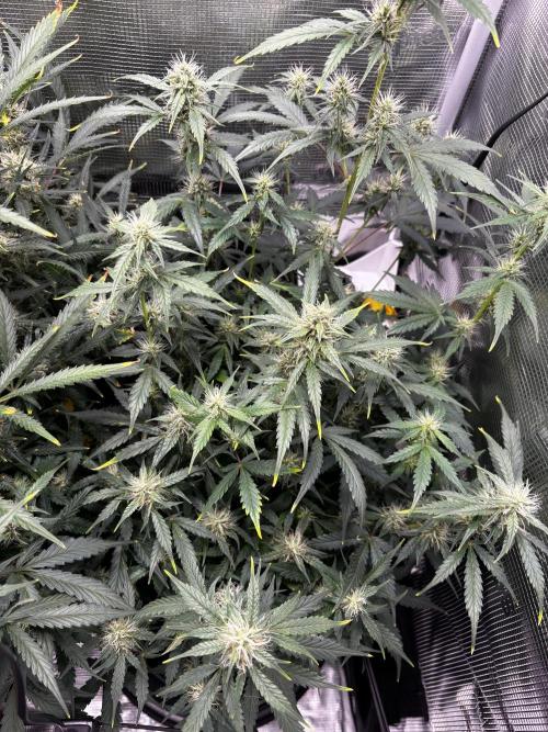 Northern Lights Auto Doc 🌱. Week 9