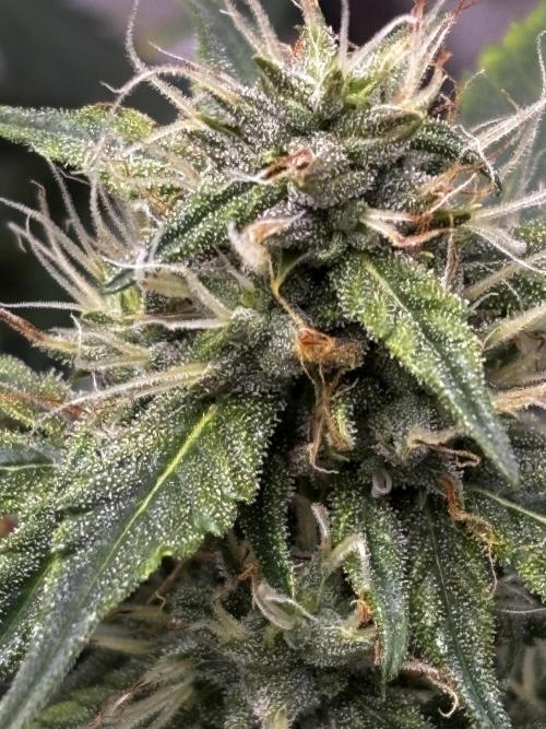 Northern Lights Auto Doc 🌱. Week 9