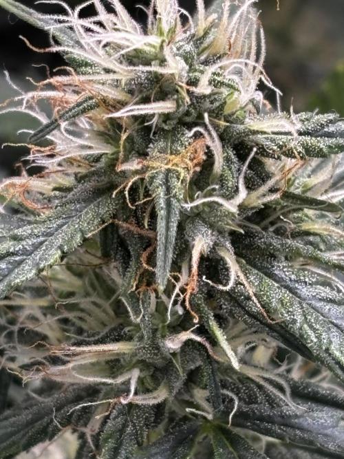 Northern Lights Auto Doc 🌱. Week 9