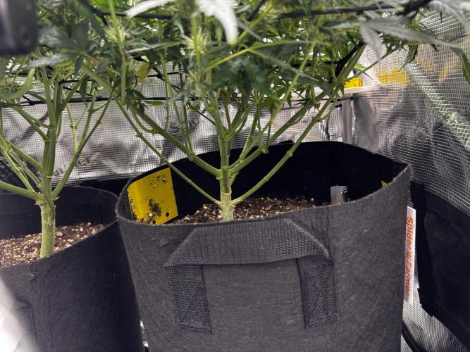 Northern Lights Auto Doc 🌱. Week 9