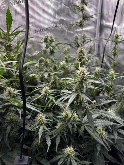Northern Lights Auto Doc 🌱. Week 9