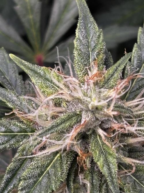 Northern Lights Auto Doc 🌱. Week 9
