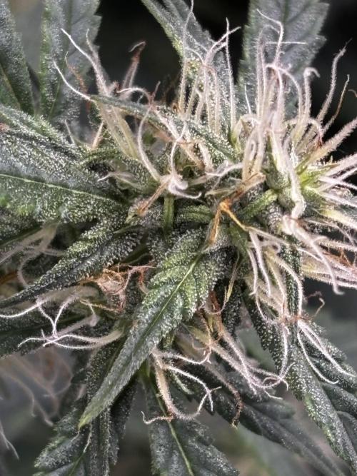Northern Lights Auto Doc 🌱. Week 9