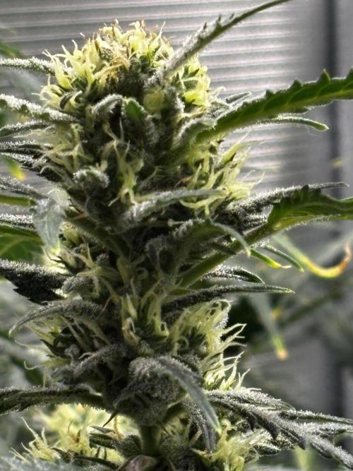 Strawberry Banana Auto 🌱💚. Week 10