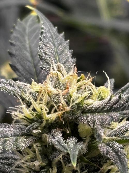 Strawberry Banana Auto 🌱💚. Week 10