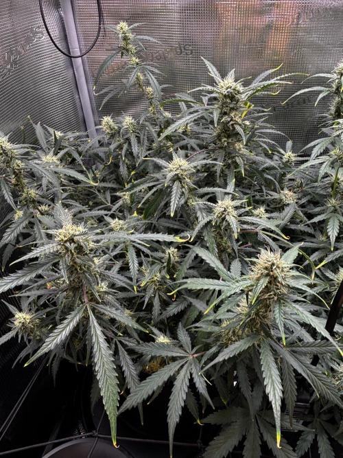 Strawberry Banana Auto 🌱💚. Week 10